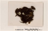 藏品(東方菘蘿)的圖片